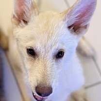 Thumbnail photo of Toby #2