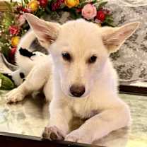 Thumbnail photo of Toby #1