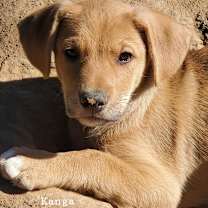 Thumbnail photo of Kanga JW #2