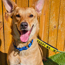 Thumbnail photo of Kanga JW #3