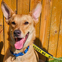 Thumbnail photo of Kanga JW #4