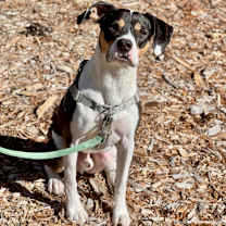 Thumbnail photo of Oden #3