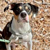 Thumbnail photo of Oden #4