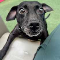 Thumbnail photo of Lil Blu #2