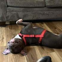 Thumbnail photo of Pico #1