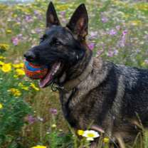 Thumbnail photo of Stella #1