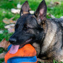 Thumbnail photo of Stella #4