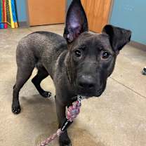 Thumbnail photo of Rainbow SuperNova #2