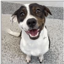 Thumbnail photo of Abby #1