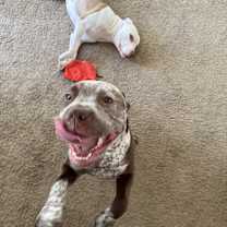 Thumbnail photo of Zeus and Thor #3