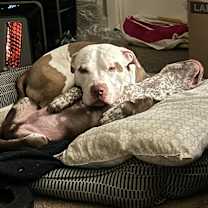 Thumbnail photo of Zeus and Thor #4