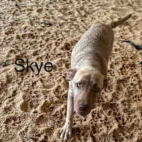 Thumbnail photo of Skye 1771 #1