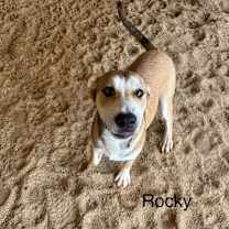 Thumbnail photo of Rocky 3733 #1