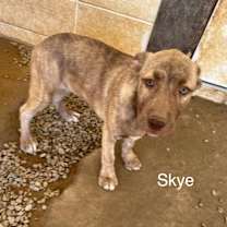 Thumbnail photo of Skye 1771 #3