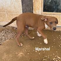 Thumbnail photo of Marshall 0867 #3