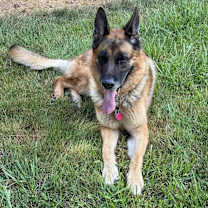 Thumbnail photo of Apache #4