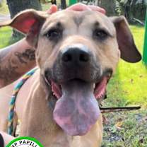 Thumbnail photo of Dante #3