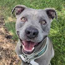 Thumbnail photo of Benji #1