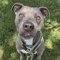 Thumbnail photo of Benji #2