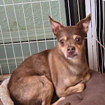 Thumbnail photo of Chief #2