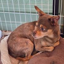 Thumbnail photo of Chief #3