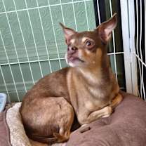 Thumbnail photo of Chief #4