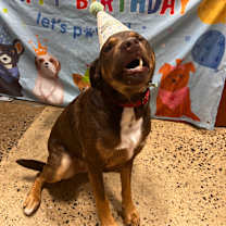 Thumbnail photo of Bandit #2