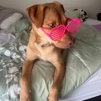 Thumbnail photo of Klondike* (Kisses) #1