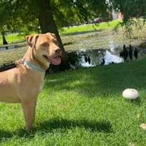 Thumbnail photo of Klondike* (Kisses) #2