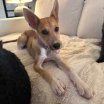 Thumbnail photo of Opal May- Wiley #2