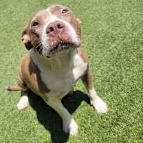 Thumbnail photo of CELESTE 2146 #1