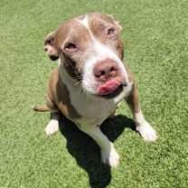 Thumbnail photo of CELESTE 2146 #3