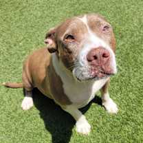 Thumbnail photo of CELESTE 2146 #4