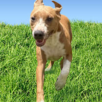 Thumbnail photo of Farmer Yumi 7312 #1