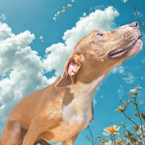 Thumbnail photo of Farmer Yumi 7312 #4