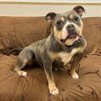 Thumbnail photo of Bogie #3