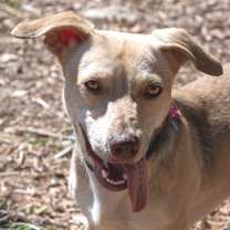 Thumbnail photo of Frankie #1