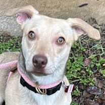 Thumbnail photo of Frankie #2