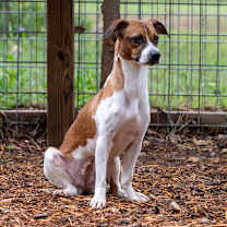 Thumbnail photo of Lucille #2