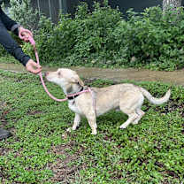 Thumbnail photo of Frankie #3