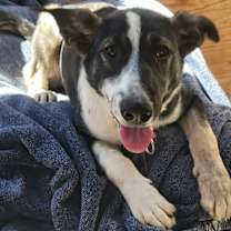 Thumbnail photo of Sirena #3