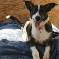 Thumbnail photo of Sirena #4