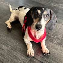 Thumbnail photo of Rosey #1