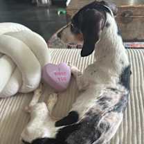 Thumbnail photo of Rosey #3