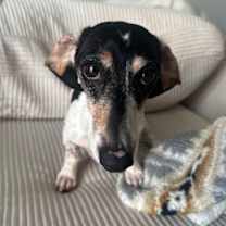 Thumbnail photo of Rosey #4