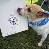adopt-pet