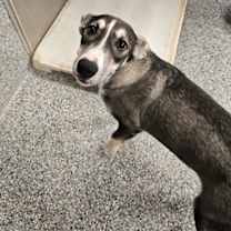 Thumbnail photo of RHEA #1