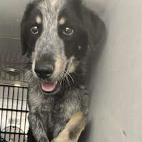 adopt-pet