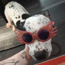 Thumbnail photo of Luna #2