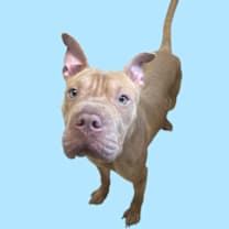 Thumbnail photo of Honeybun  #1